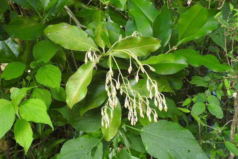 Ardisia paschalis, photographed by Neptalí Ramírez Marcial