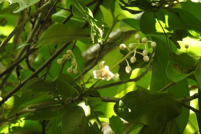 Ardisia paschalis, photographed by Neptalí Ramírez Marcial