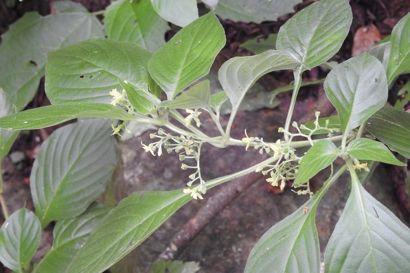 Deppea hintonii, photographed by Neptalí Ramírez Marcial