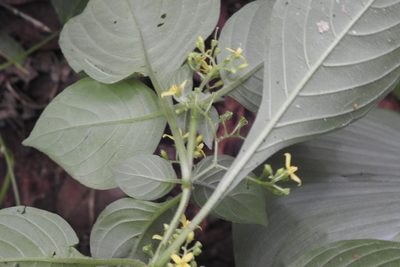 Deppea hintonii, photographed by Neptalí Ramírez Marcial