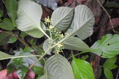 Deppea hintonii, photographed by Neptalí Ramírez Marcial