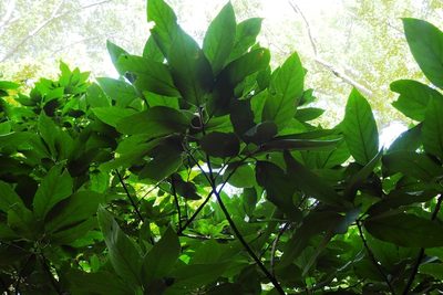 Styrax radians, photographed by Neptalí Ramírez Marcial
