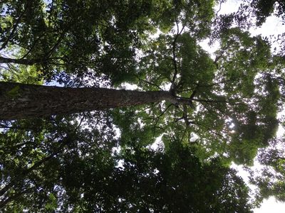 Ulmus mexicana, photographed by Neptalí Ramírez Marcial