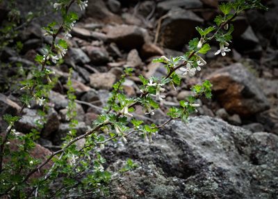 Ribes leptanthum, photographed by carolannie1949