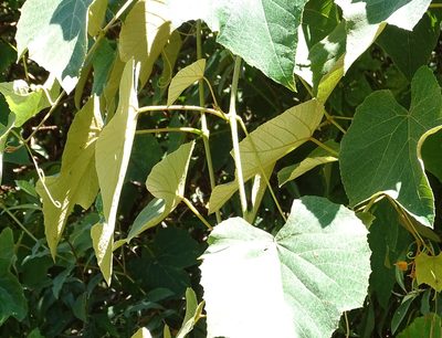 Vitis labrusca, photographed by Sandra Keller