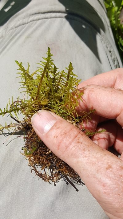 Helodium blandovii, photographed by naturalist charlie
