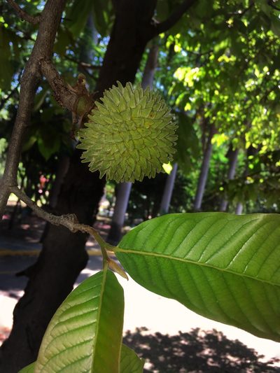 Annona purpurea, photographed by Daniel Pineda Vera