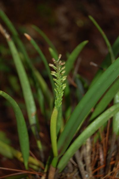 Arpophyllum laxiflorum, photographed by Neptalí Ramírez Marcial
