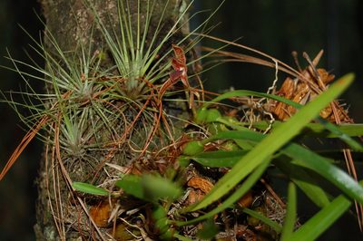 Maxillaria meleagris, photographed by Neptalí Ramírez Marcial