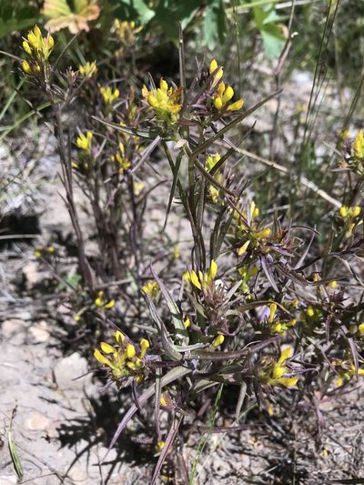 Orthocarpus tolmiei, photographed by Robbie Hannawacker