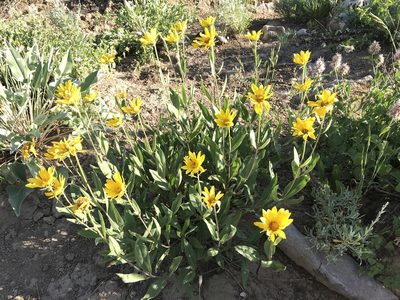 Helianthella uniflora, photographed by Robbie Hannawacker