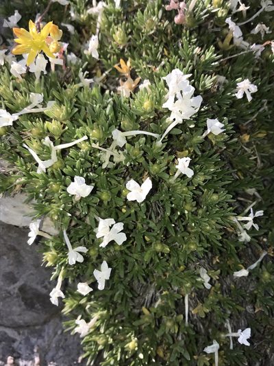Phlox pulvinata, photographed by Robbie Hannawacker
