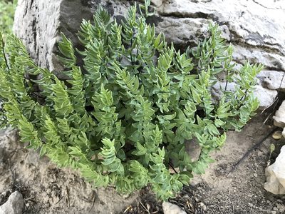 Kirkpatrickia breweri, photographed by Robbie Hannawacker