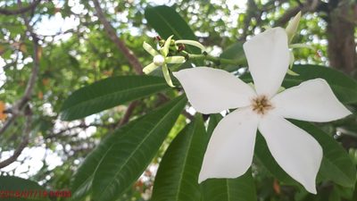 Cerbera odollam, photographed by Ong Jyh Seng