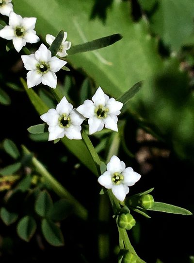 Thesium pyrenaicum, photographed by desertnaturalist