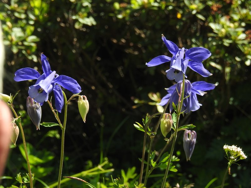 Aquilegia alpina, photographed by desertnaturalist