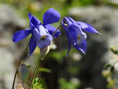 Aquilegia alpina, photographed by desertnaturalist