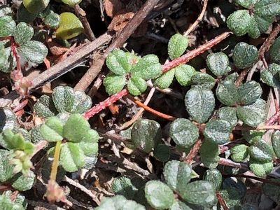 Indigofera outeniquensis, photographed by Dave U