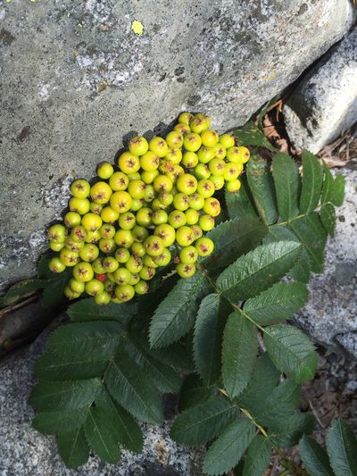 Sorbus californica, photographed by rappman