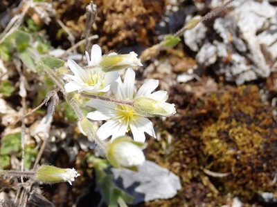 Cerastium alpinum, photographed by John Brew