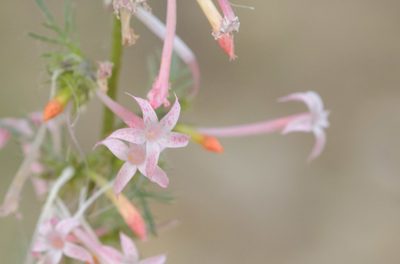 Ipomopsis tenuituba, photographed by Rolf Lawrenz
