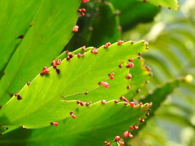 Phyllanthus epiphyllanthus, photographed by amantedarmanin
