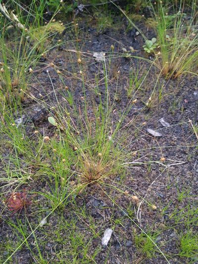 Eleocharis tuberculosa, photographed by Chris Hoess