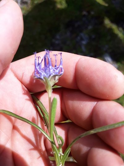 Phyteuma confusum, photographed by Hannes Oberreiter