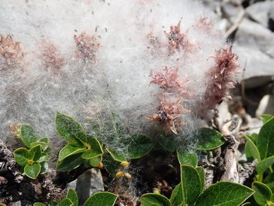 Salix uva-ursi, photographed by John Brew
