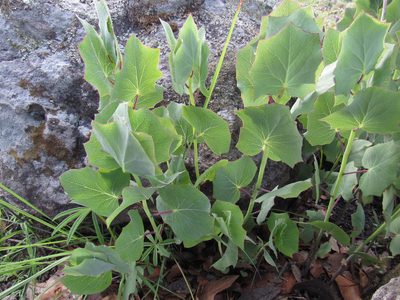 Senecio sessilifolius, photographed by Oscar Alejandro Morales Juárez