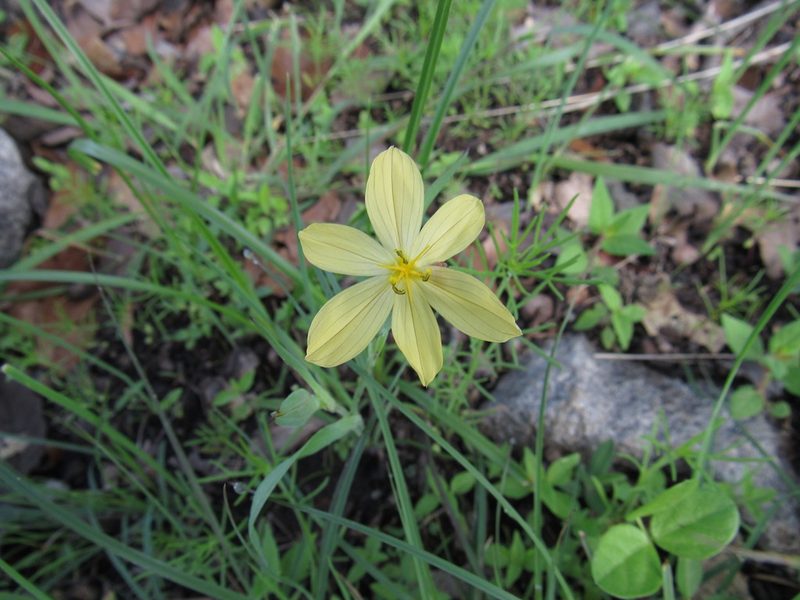 Sisyrinchium tenuifolium, photographed by Oscar Alejandro Morales Juárez
