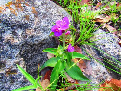 Tradescantia crassifolia, photographed by Oscar Alejandro Morales Juárez
