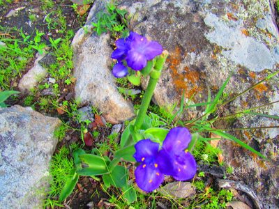 Tradescantia crassifolia, photographed by Oscar Alejandro Morales Juárez