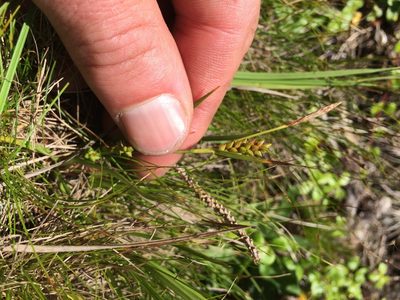 Carex crawei, photographed by Derek