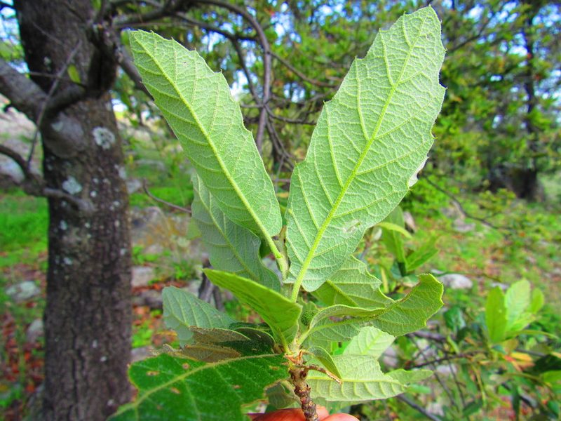 Quercus castanea, photographed by Oscar Alejandro Morales Juárez