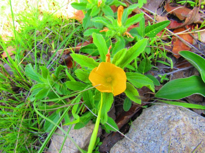 Turnera pumilea, photographed by Oscar Alejandro Morales Juárez
