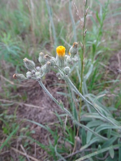 Pilosella rothiana, photographed by Grzegorz Grzejszczak