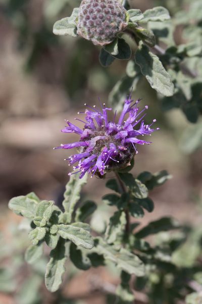 Monardella undulata, photographed by Ken-ichi Ueda