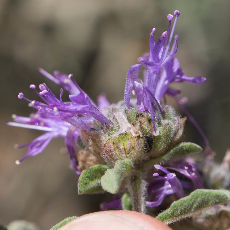 Monardella undulata, photographed by Ken-ichi Ueda