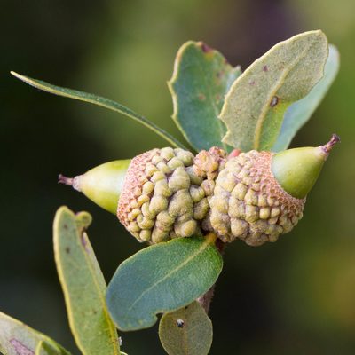 Quercus pacifica, photographed by Ken-ichi Ueda