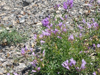 Penstemon lyallii, photographed by mfeaver