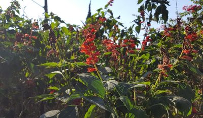 Salvia splendens, photographed by alessandradalia