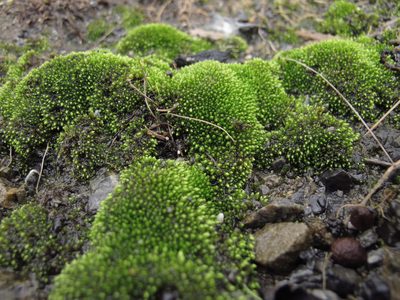 Ochiobryum blandum, photographed by Sunita Singh