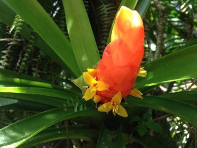 Guzmania berteroniana, photographed by Bill Michalek