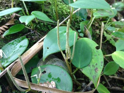 Peperomia distachyos, photographed by Bill Michalek