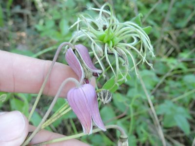 Clematis reticulata, photographed by Sam Kieschnick