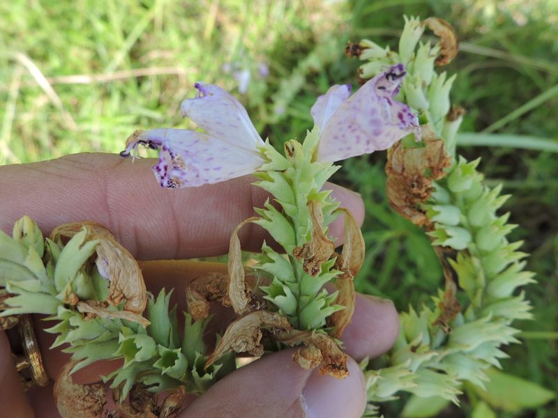 Physostegia digitalis, photographed by Sam Kieschnick