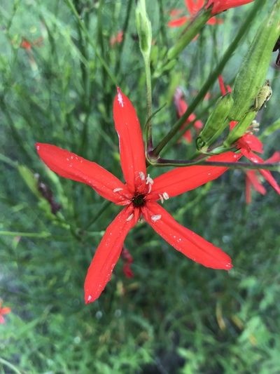 Silene subciliata, photographed by Laura Clark