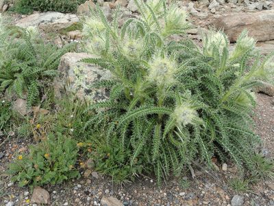 Cirsium eatonii, photographed by Bill Michalek