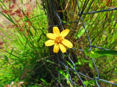 Aldama dentata, photographed by Oscar Alejandro Morales Juárez
